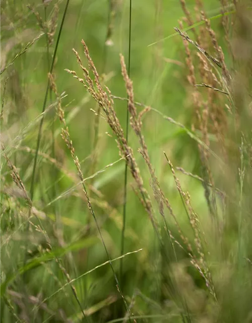 Hohes Garten-Pfeifengras 'Karl Foerster'
