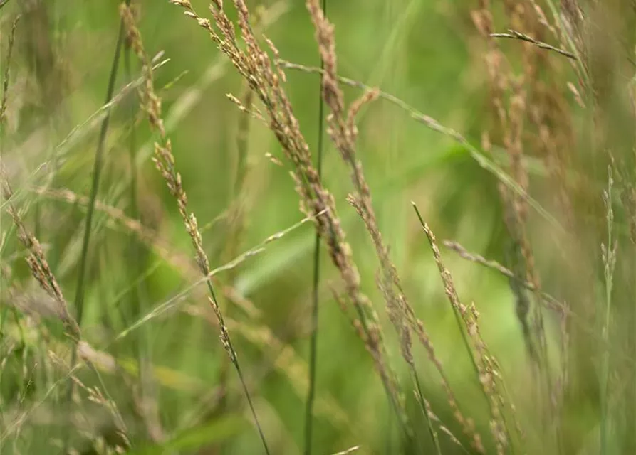 Hohes Garten-Pfeifengras 'Karl Foerster'