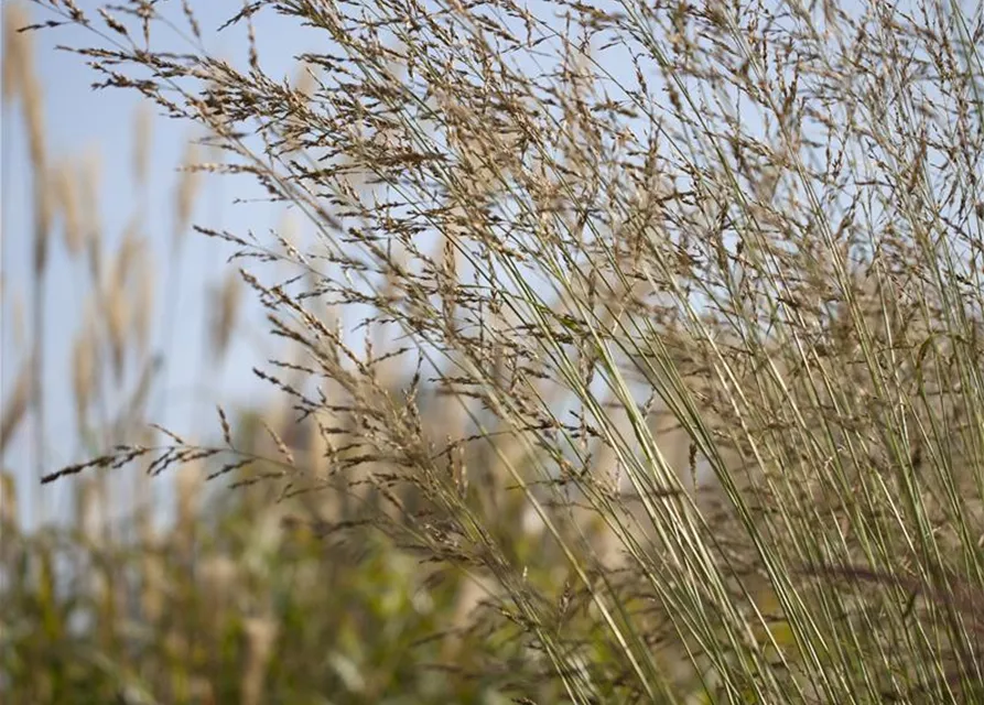 Hohes Garten-Pfeifengras 'Windspiel'