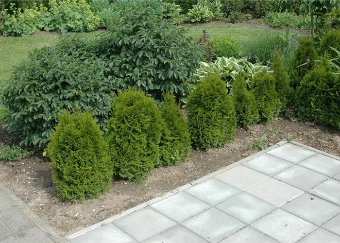 TOP 5 HECKENPFLANZEN im portrait