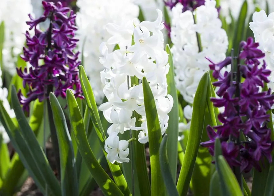 Hyazinthe 'Carnegie'