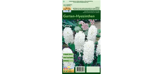 Hyazinthe 'Carnegie'