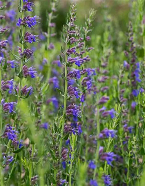 Hyssopus officinalis ssp.aristatus