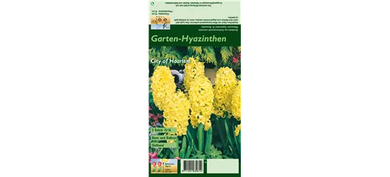 Hyazinthe 'City Of Haarlem'