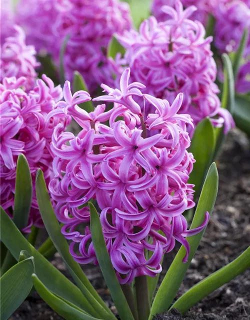 Hyazinthe 'Pink Pearl'