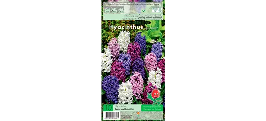 Hyazinthe 'Weiß-Blau-Purpur-Mischung'