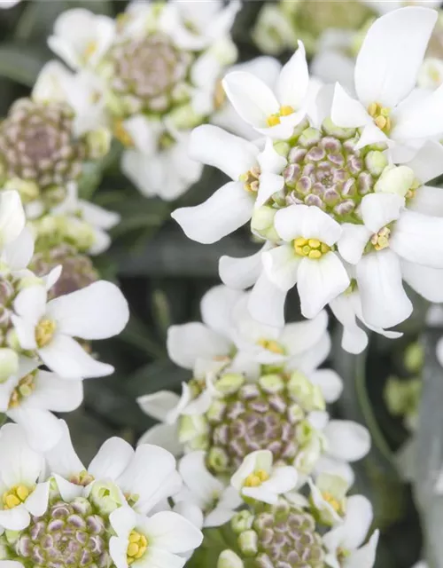 Iberis sempervirens 'Fischbeck'