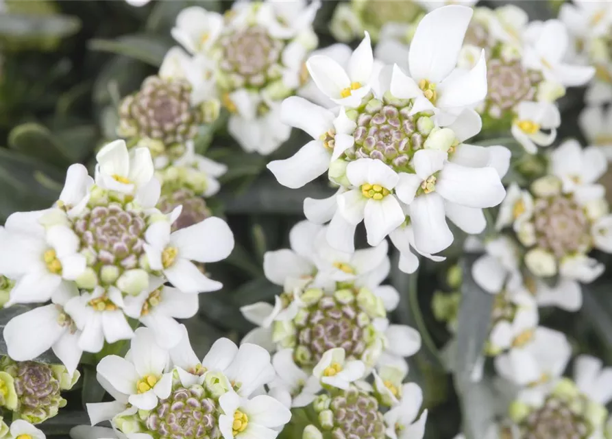 Iberis sempervirens 'Fischbeck'
