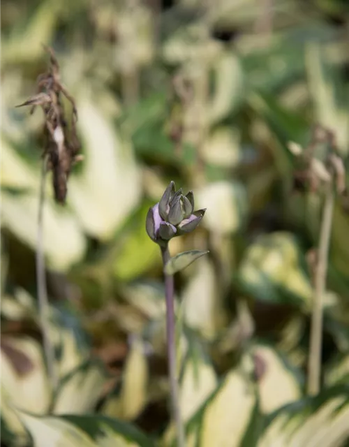 Hosta x fortunei 'Morning Light'