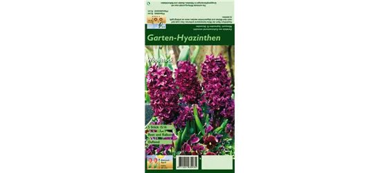 Hyazinthe 'Woodstock'