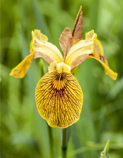 Iris pseudacorus