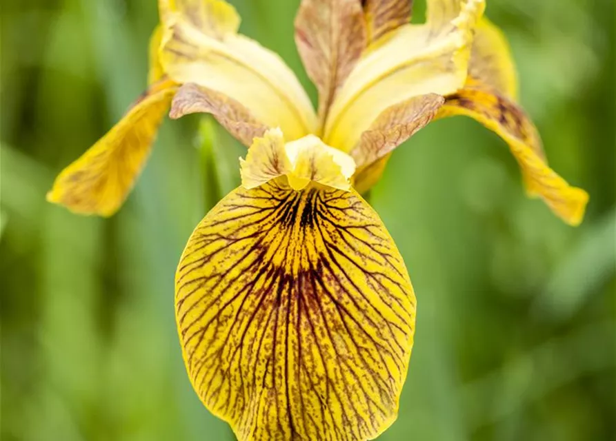 Iris pseudacorus
