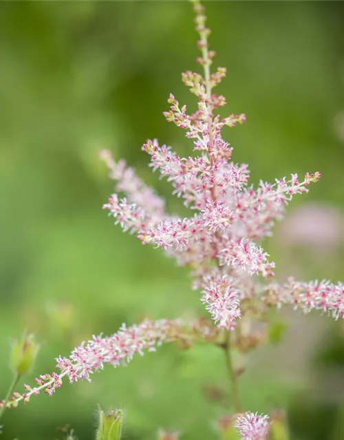 Kahle Garten-Prachtspiere 'Hennie Graafland'