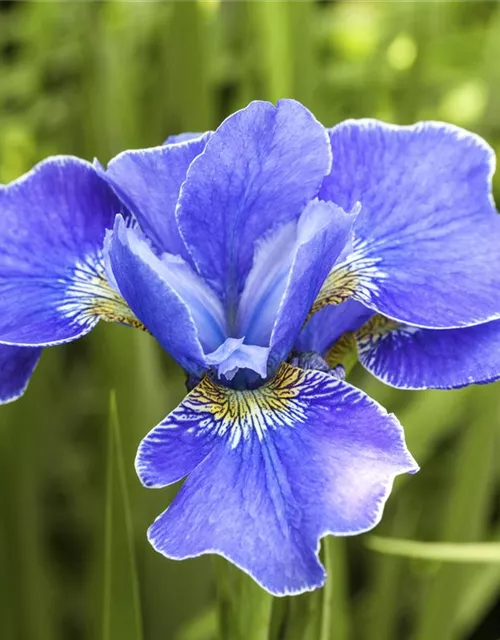 Iris sibirica