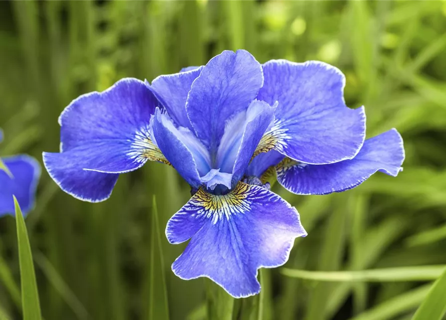 Iris sibirica