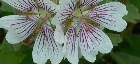 Kaukasus-Storchschnabel