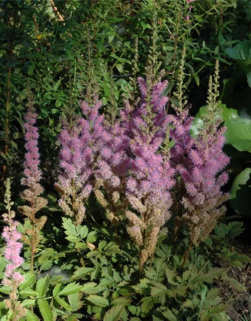 Kerzenspiere 'Superba'