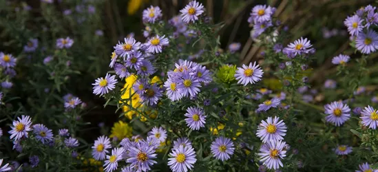 Kleinblütige Herbst-Aster 'Freiburg'