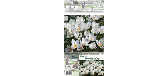 Kleiner Garten-Krokus 'Snow Bunting'