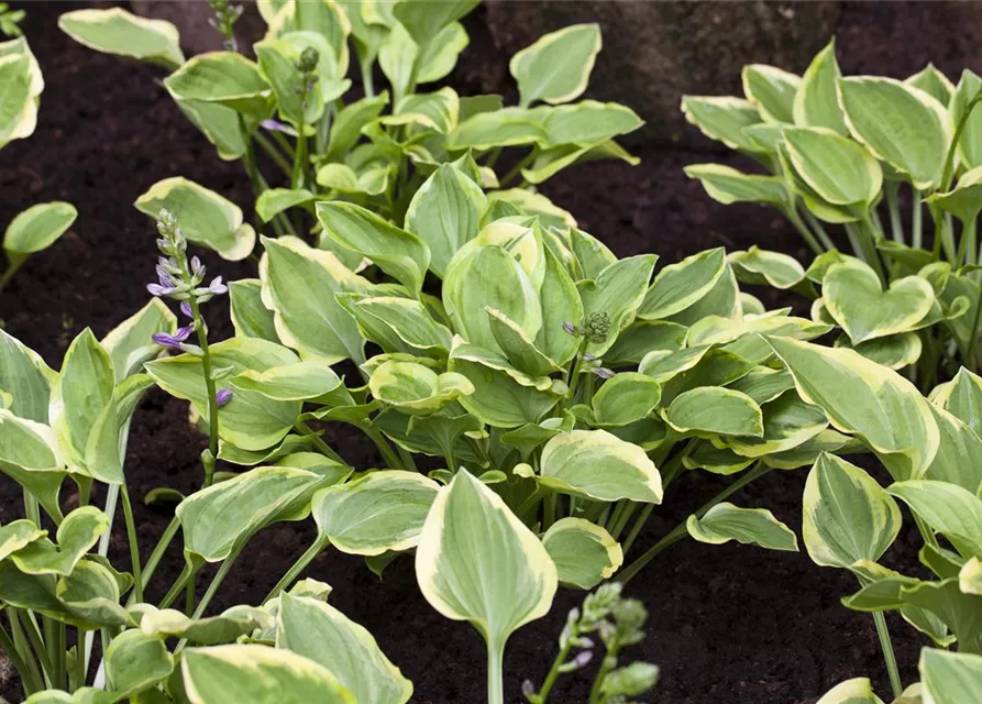 Kleine Gelbrand-Garten-Funkie 'Golden Tiara'