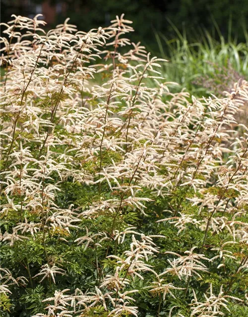 Kleiner Geißbart 'Noble Spirit'