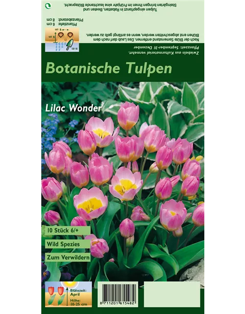 Kretische Tulpe 'Lilac Wonder'