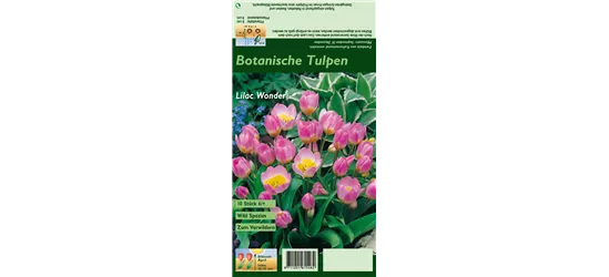 Kretische Tulpe 'Lilac Wonder'