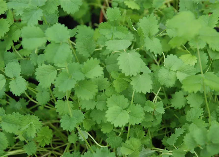 Kleiner Wiesenknopf
