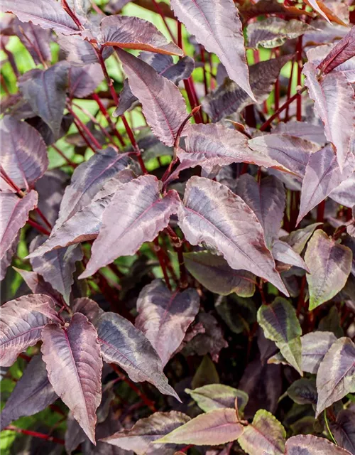 Kleinköpfiger Knöterich 'Red Dragon'