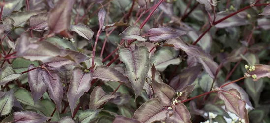 Kleinkopfiger Knöterich 'Silver Dragon'