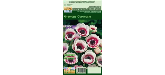 Kronen-Anemone 'De Caen Bicolor'