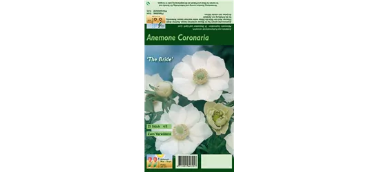 Kronen-Anemone 'De Caen The Bride'