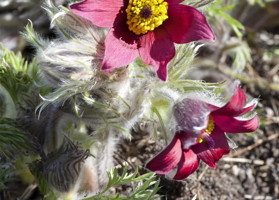 Kuhschelle 'Pinwheel Rot'®
