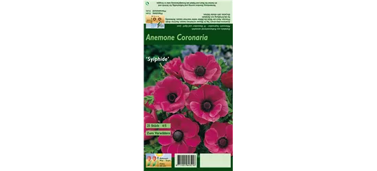 Kronen-Anemone 'Sylphide'