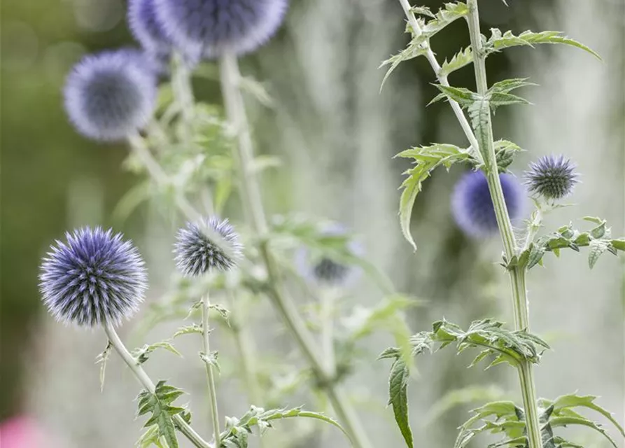 Kugeldistel