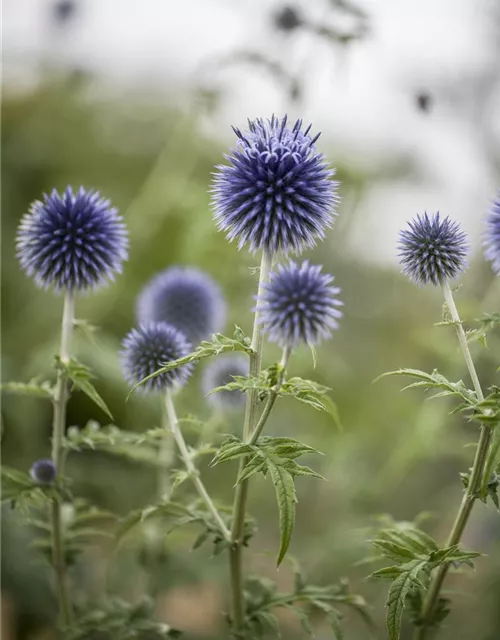 Kugeldistel