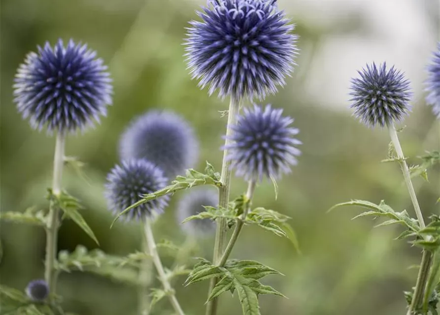 Kugeldistel