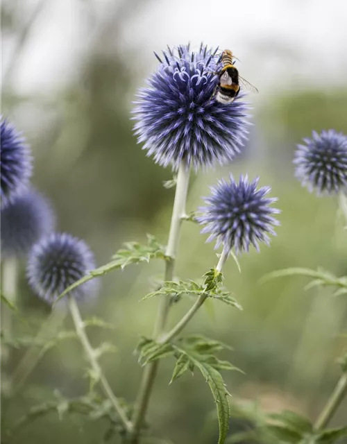 Kugeldistel