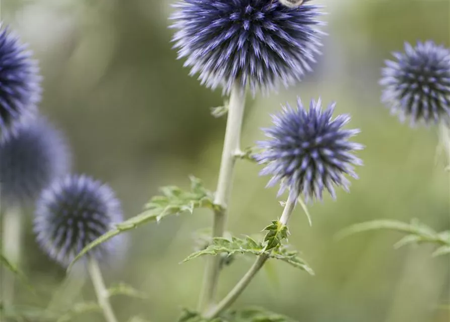 Kugeldistel
