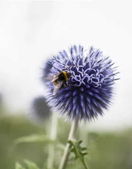 Kugeldistel