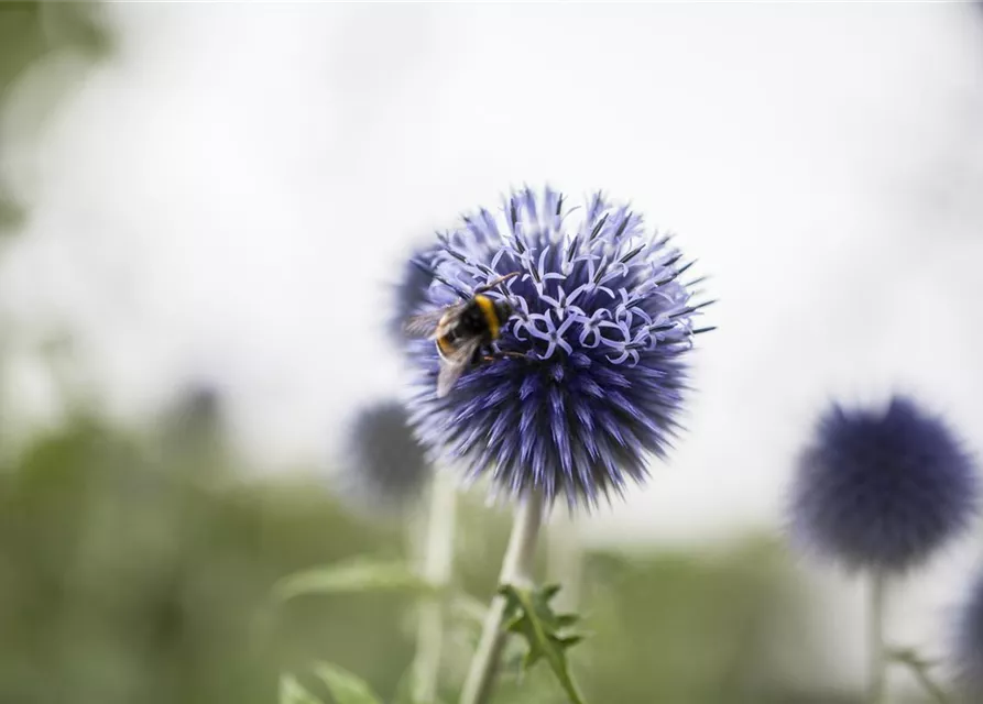Kugeldistel