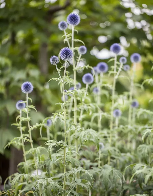 Kugeldistel