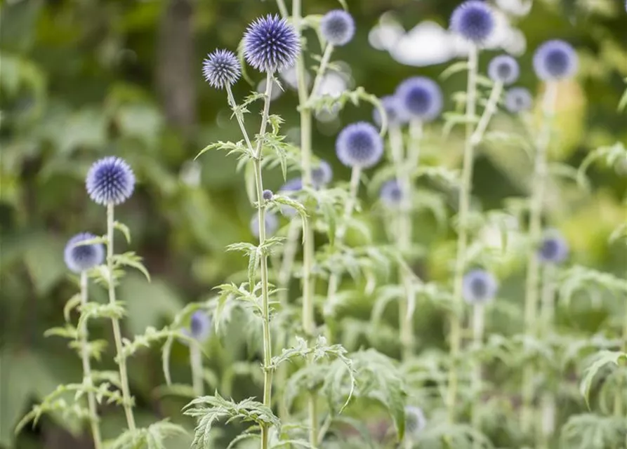 Kugeldistel