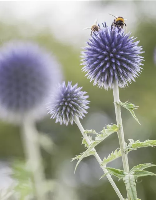 Kugeldistel