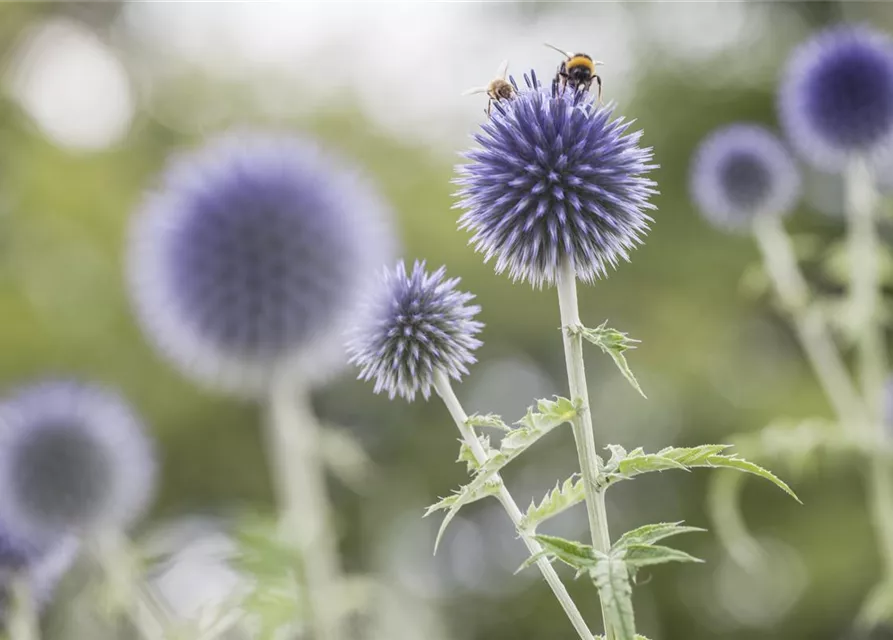 Kugeldistel