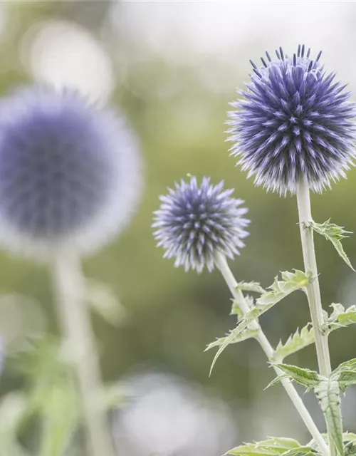 Kugeldistel