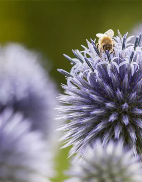 Kugeldistel