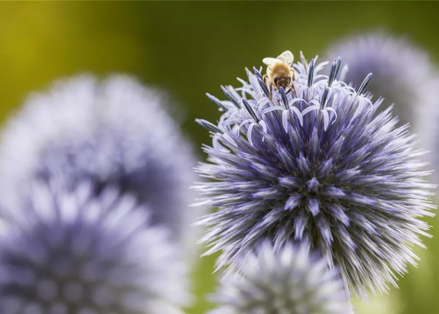 Kugeldistel