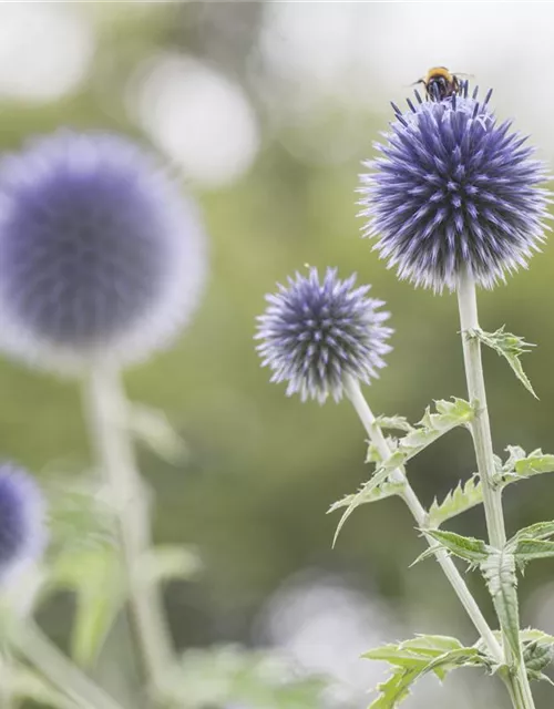 Kugeldistel