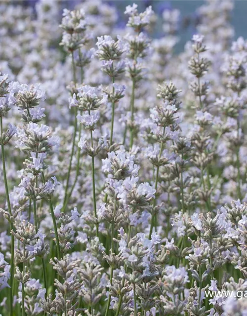 Lavandula angustifolia 'Loddon Pink'